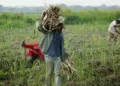 Fedeagro alerta sobre impacto negativo de las importaciones subsidiadas sobre el sector agrícola venezolano