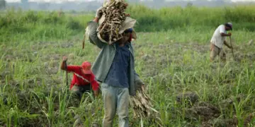 Fedeagro alerta sobre impacto negativo de las importaciones subsidiadas sobre el sector agrícola venezolano