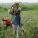 Fedeagro alerta sobre impacto negativo de las importaciones subsidiadas sobre el sector agrícola venezolano