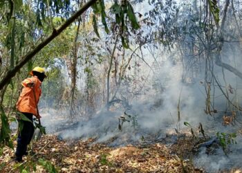 ULA Trujillo | Controladas nuevas llamas en el Bosque Universitario y exigen investigar las causas