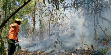 ULA Trujillo | Controladas nuevas llamas en el Bosque Universitario y exigen investigar las causas