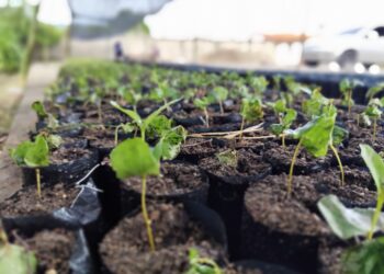 Instala vivero para plantas certificadas de café en Mérida
