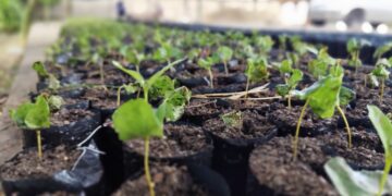 Instala vivero para plantas certificadas de café en Mérida