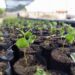 Instala vivero para plantas certificadas de café en Mérida
