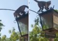 Denuncia cronista de Sabana de Mendoza: Acoso y ataques de primates en Bulevar de la plaza Bolívar