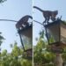 Denuncia cronista de Sabana de Mendoza: Acoso y ataques de primates en Bulevar de la plaza Bolívar