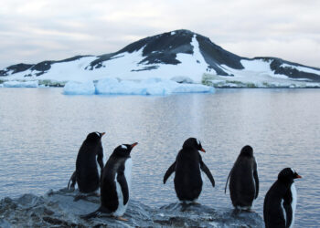 Antarctica 2030 insta a los gobiernos a fijar una gran área de protección en la Antártida