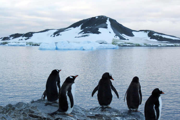 En la imagen de archivo, pingüinos en un área de la Antártida. EFE/Julia Talarn
[ACOMPAÑA CRÓNICA: CHILE ANTÁRTIDA]