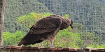 Mérida logra primera crianza artificial de cóndor andino en Venezuela