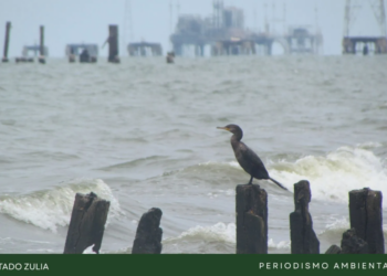 Derrames petroleros tienen un grave impacto socioambiental en el Zulia