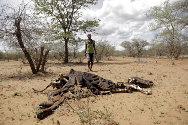 Un agricultor contempla los restos de una vaca muerta a consecuencia de la severa sequía en Zimbabue, en una foto de archivo de 2020. EFE/ Aaron Ufumeli