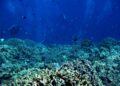 El 96 % de los arrecifes de coral afronta un riesgo crítico de colapso en 50 años