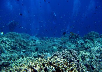 El 96 % de los arrecifes de coral afronta un riesgo crítico de colapso en 50 años