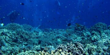 El 96 % de los arrecifes de coral afronta un riesgo crítico de colapso en 50 años