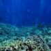 El 96 % de los arrecifes de coral afronta un riesgo crítico de colapso en 50 años