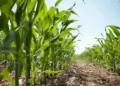 Ingenieros agrónomos: Altas temperaturas ponen en riesgo las próximas siembras en Venezuela