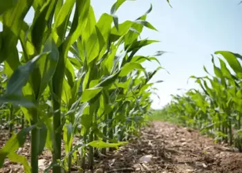 Ingenieros agrónomos: Altas temperaturas ponen en riesgo las próximas siembras en Venezuela