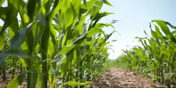 Ingenieros agrónomos: Altas temperaturas ponen en riesgo las próximas siembras en Venezuela