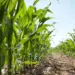 Ingenieros agrónomos: Altas temperaturas ponen en riesgo las próximas siembras en Venezuela